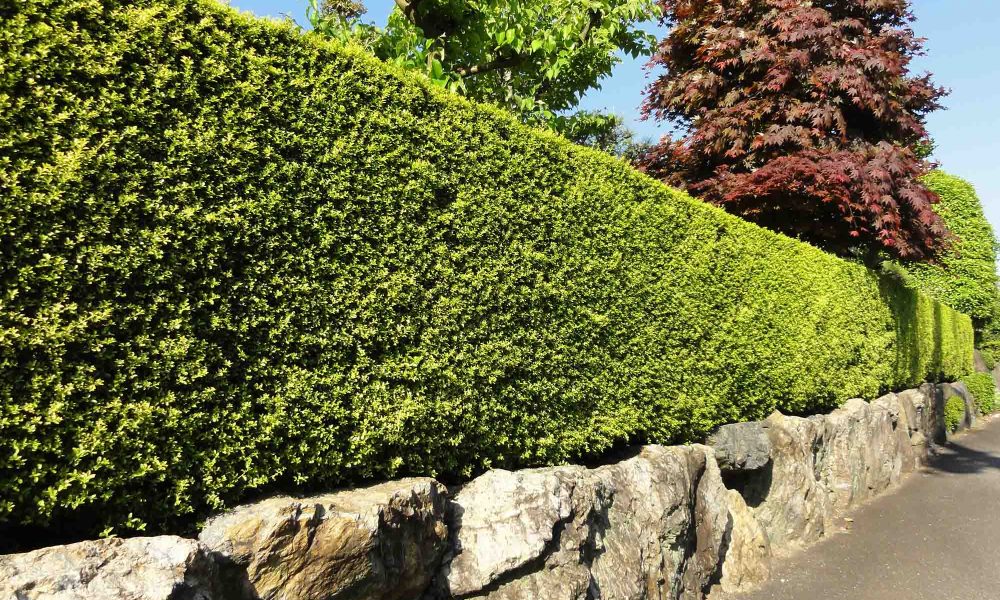 Trimming and landscaping